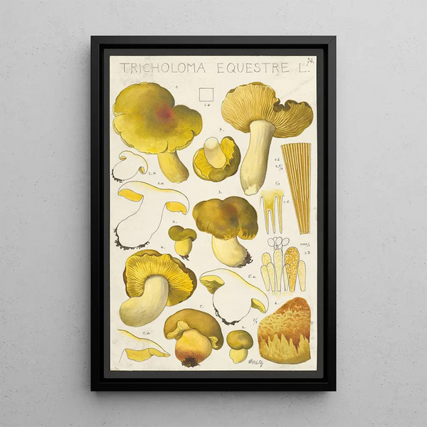 Tricholoma equestre L - Hans Baldung — oprawiony obraz na ścianie
