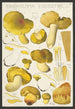 Tricholoma equestre L - Hans Baldung — widok dzieła