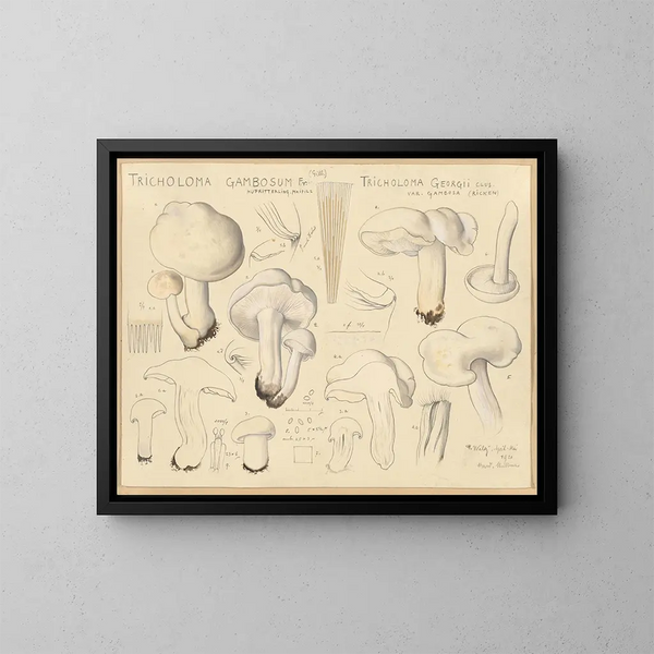Tricholome gambosum - Hans Baldung — oprawiony obraz na ścianie