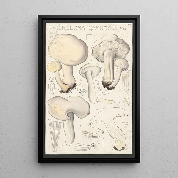 Tricholoma gambosum Gill - Hans Baldung — oprawiony obraz na ścianie
