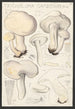 Tricholoma gambosum Gill - Hans Baldung — widok dzieła