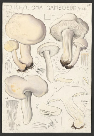 Hans Walty - Tricholoma gambosum Gill.webp