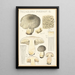 Tricholoma pardinum Q - Hans Baldung — oprawiony obraz na ścianie