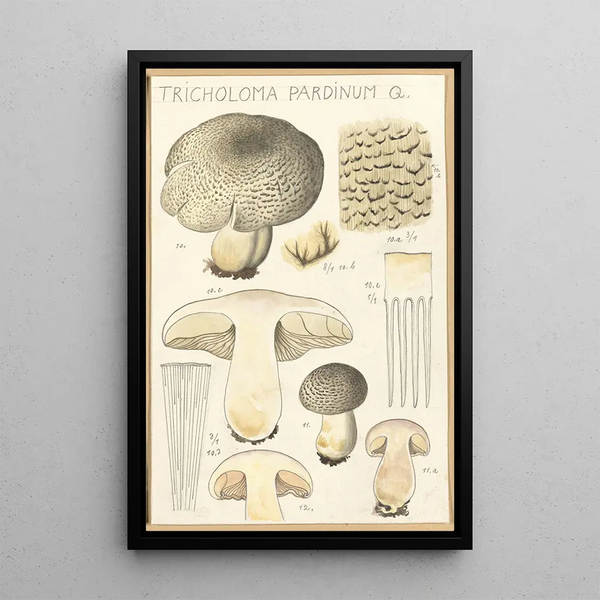 Tricholoma pardinum Q - Hans Baldung — oprawiony obraz na ścianie