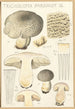 Tricholoma pardinum Q - Hans Baldung — widok dzieła