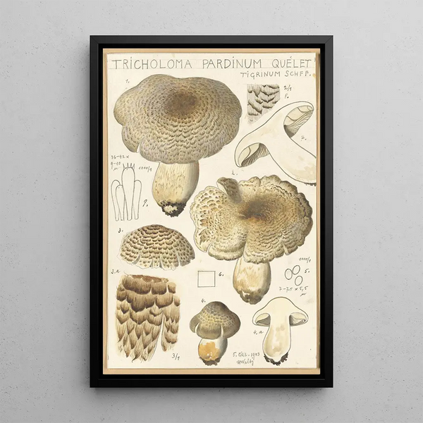 Tricholoma pardinum quelet - Hans Baldung — oprawiony obraz na ścianie