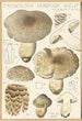 Tricholoma pardinum quelet - Hans Baldung — widok dzieła