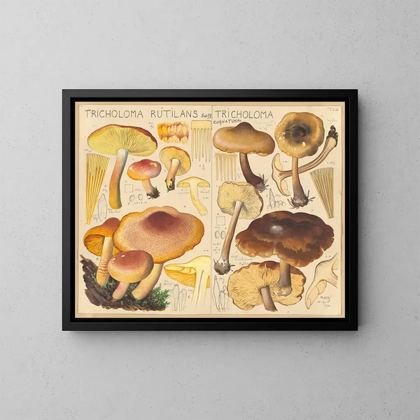 Tricholome rutilant Tricholome cognatum - Hans Baldung — oprawiony obraz na ścianie