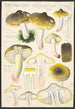 Tricholoma sejunctum Sow - Hans Baldung — widok dzieła