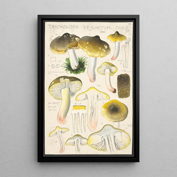 Tricholoma sejunctum Sow - Hans Baldung — oprawiony obraz na ścianie
