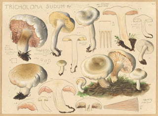 Tricholome sudum - Hans Baldung — widok dzieła