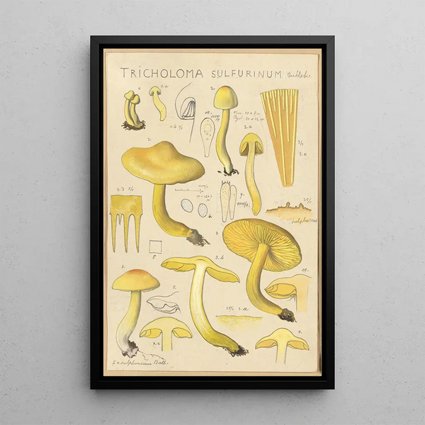 Tricholoma sulfurinum - Hans Baldung — oprawiony obraz na ścianie