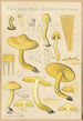 Tricholoma sulfurinum - Hans Baldung — widok dzieła