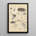 Tricholoma terreum - Hans Baldung — oprawiony obraz na ścianie