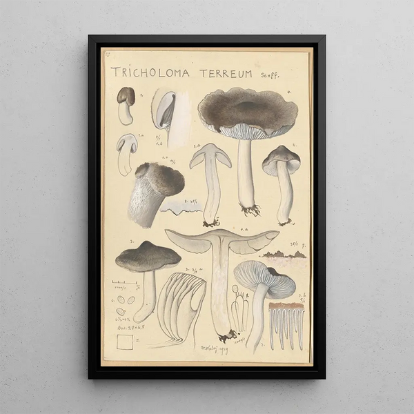 Tricholoma terreum - Hans Baldung — oprawiony obraz na ścianie