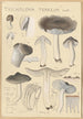 Tricholoma terreum - Hans Baldung — widok dzieła