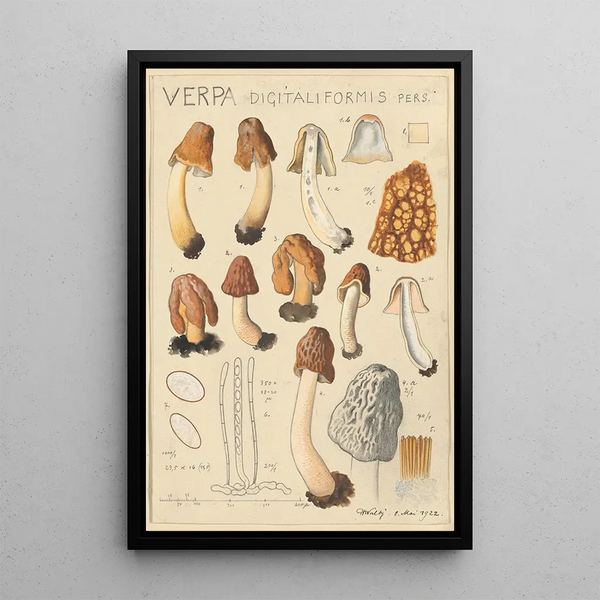 Verpa digitaliformis - Hans Baldung — oprawiony obraz na ścianie