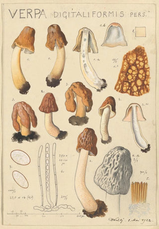 Hans Walty - Verpa digitaliformis.webp