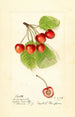 Prunus avium Cleveland - Harriet L Thompson — widok dzieła