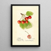 Prunus avium Cleveland - Harriet L Thompson — oprawiony obraz na ścianie