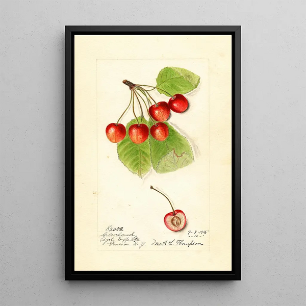 Prunus avium Cleveland - Harriet L Thompson — oprawiony obraz na ścianie
