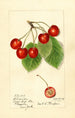 Prunus avium Florence - Harriet L Thompson — widok dzieła
