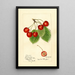 Prunus avium Florence - Harriet L Thompson — oprawiony obraz na ścianie