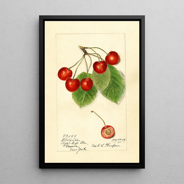 Prunus avium Florence - Harriet L Thompson — oprawiony obraz na ścianie