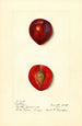 Prunus domestica Methley - Harriet L Thompson — widok dzieła
