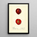 Prunus domestica Methley - Harriet L Thompson — oprawiony obraz na ścianie