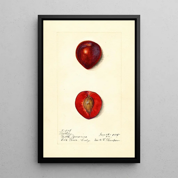 Prunus domestica Methley - Harriet L Thompson — oprawiony obraz na ścianie
