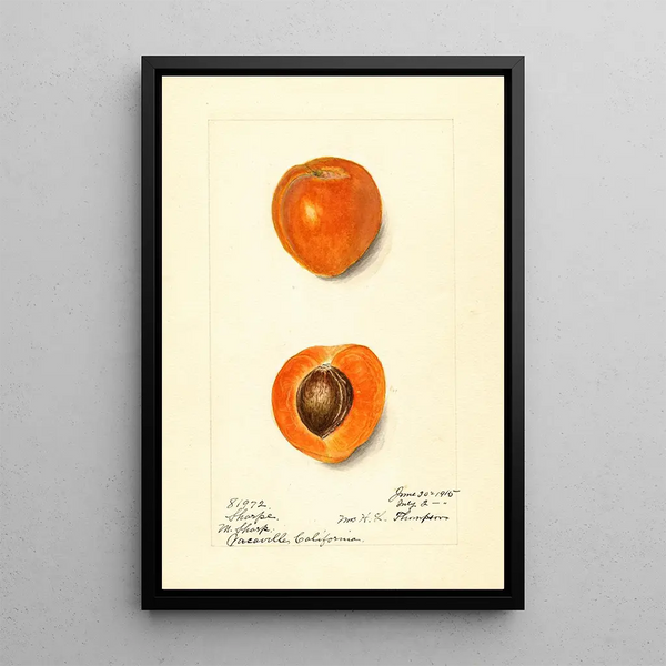 Prunus mume Sharpe - Harriet L Thompson — oprawiony obraz na ścianie