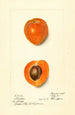 Prunus mume Sharpe - Harriet L Thompson — widok dzieła