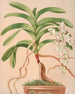 Aerides Quinquevulnerum - Harriet Stewart Miner — widok dzieła