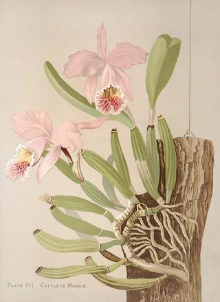 Harriet Stewart Miner - Cattleya Mosslae.webp