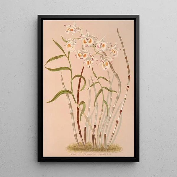 Harriet Stewart Miner - Dendrobium Devonianum.webp