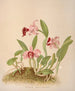 Laelia Dayeana - Harriet Stewart Miner — widok dzieła