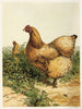 Kurczak Cochin chamois - Harrison Weir — widok dzieła