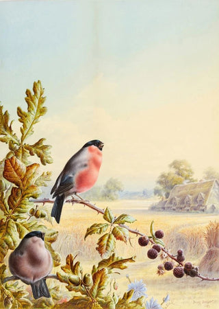 Harry Bright - Summer A Pair of Bullfinch.webp