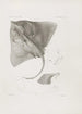 Mémoires du Musée de Zoologie Comparée de l'Université Harvard Pl06 - Musée de Zoologie Comparée de l'Université Harvard — widok dzieła