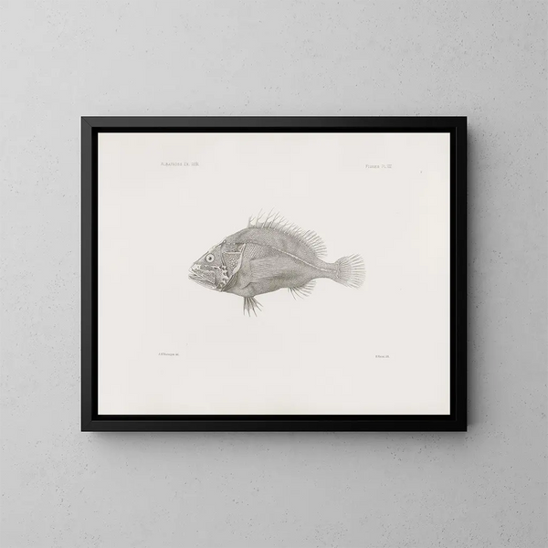 Mémoires du Muséum de zoologie comparée de Harvard College Pl08 - Musée de Zoologie Comparée de l'Université Harvard — oprawiony obraz na ścianie