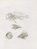 Mémoires du Musée de zoologie comparée du Harvard College Pl09 - Musée de Zoologie Comparée de l'Université Harvard — widok dzieła