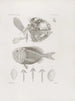 Mémoires du Musée de zoologie comparée du Harvard College Pl11 - Musée de Zoologie Comparée de l'Université Harvard — widok dzieła