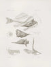 Mémoires du Musée de zoologie comparée du Harvard College Pl12 - Musée de Zoologie Comparée de l'Université Harvard — widok dzieła