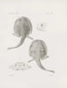 Pamiętniki Muzeum Zoologii Porównawczej Harvard College Pl19 - Muzeum Zoologii Porównawczej Uniwersytetu Harvard — widok dzieła