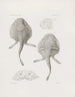 Mémoires du Musée de zoologie comparée du Harvard College Pl20 - Musée de Zoologie Comparée de l'Université Harvard — widok dzieła