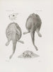 Mémoires du Musée de Zoologie Comparée de l'Université Harvard Pl22 - Musée de Zoologie Comparée de l'Université Harvard — widok dzieła