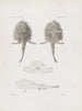 "Mémoires du Musée de zoologie comparée du Harvard College Pl23" - Muzeum Zoologii Porównawczej Uniwersytetu Harvarda — widok dzieła