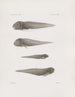 Pamiętniki Muzeum Zoologii Porównawczej Harvard College Pl27 - Muzeum Zoologii Porównawczej Uniwersytetu Harvard — widok dzieła