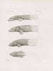 Mémoires du Musée de zoologie comparée du Harvard College Pl30 - Musée de Zoologie Comparée de l'Université Harvard — widok dzieła